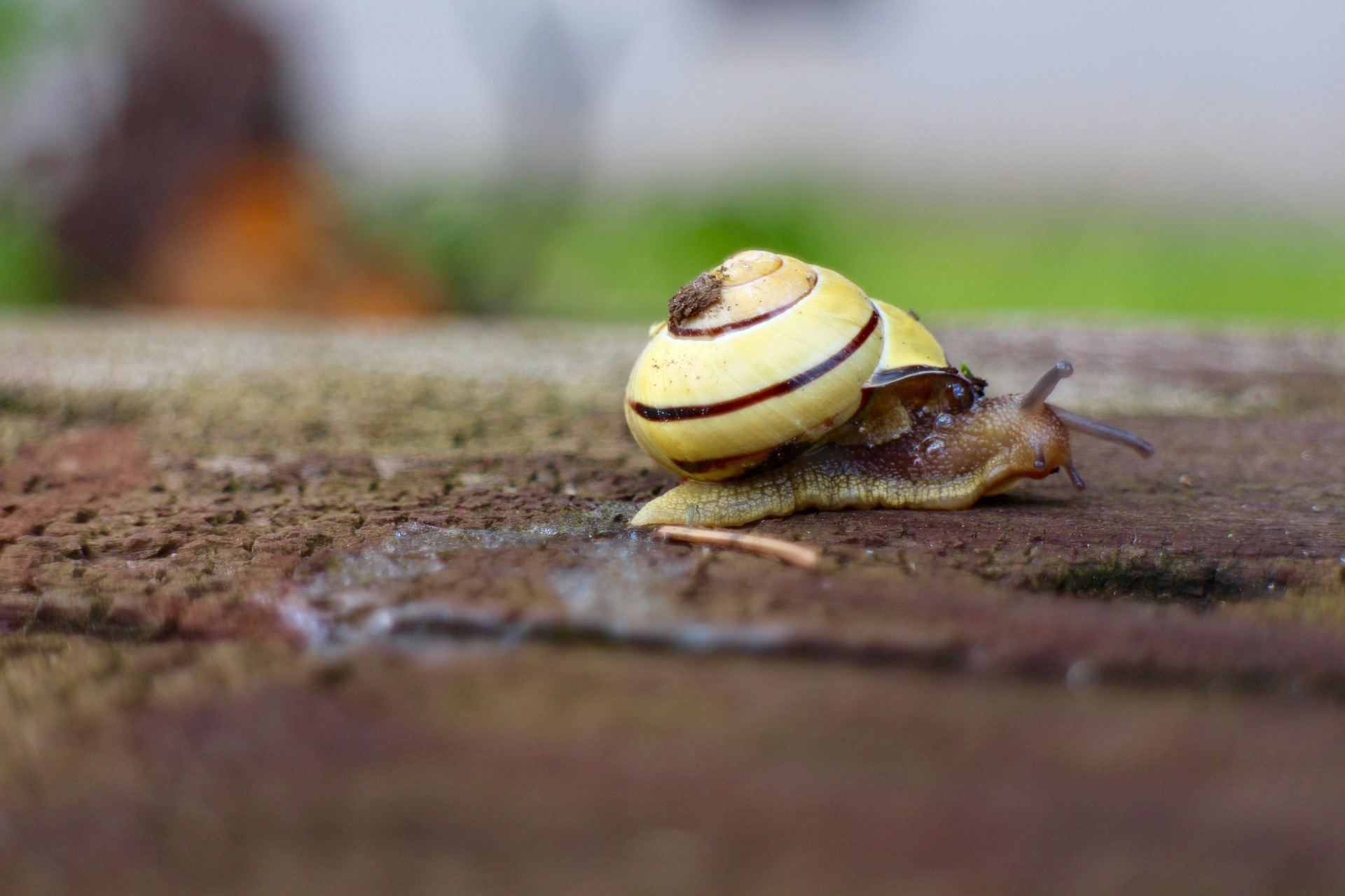 Snail leaving a trail of slime 